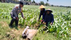 Bhabinkamtibmas Semampir Dampingi Petani, Dorong Produktivitas Jagung untuk Dukung Swasembada Pangan
