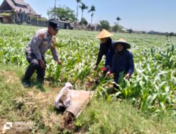 Bhabinkamtibmas Semampir Dampingi Petani, Dorong Produktivitas Jagung untuk Dukung Swasembada Pangan