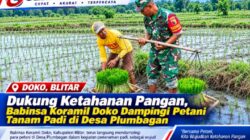Dukung Ketahanan Pangan, Babinsa Koramil Doko Dampingi Petani Tanam Padi di Desa Plumbagan