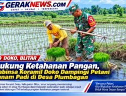 Dukung Ketahanan Pangan, Babinsa Koramil Doko Dampingi Petani Tanam Padi di Desa Plumbagan