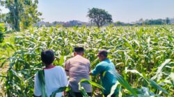 Bhabinkamtibmas Semampir Dampingi Petani, Dorong Ketahanan Pangan dan Swasembada Jagung