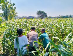 Bhabinkamtibmas Semampir Dampingi Petani, Dorong Ketahanan Pangan dan Swasembada Jagung