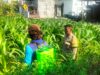 Bhabinkamtibmas Ngampel Edukasi Petani, Dorong Pengendalian Hama Jagung untuk Dukung Ketahanan Pangan