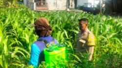 Bhabinkamtibmas Ngampel Edukasi Petani, Dorong Pengendalian Hama Jagung untuk Dukung Ketahanan Pangan