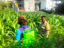 Bhabinkamtibmas Ngampel Edukasi Petani, Dorong Pengendalian Hama Jagung untuk Dukung Ketahanan Pangan