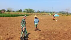 Dukung Ketahanan Pangan Nasional, Babinsa Selorejo Dampingi Petani Siapkan Lahan Tanam Jagung di Desa Boro