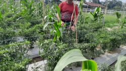 Tingkatkan Ketahanan Pangan, Kompi Produksi Kodim 0808/Blitar Aktif Kelola Pertanian, Peternakan Kambing dan Perikanan