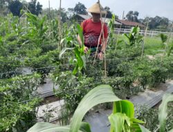 Tingkatkan Ketahanan Pangan, Kompi Produksi Kodim 0808/Blitar Aktif Kelola Pertanian, Peternakan Kambing dan Perikanan