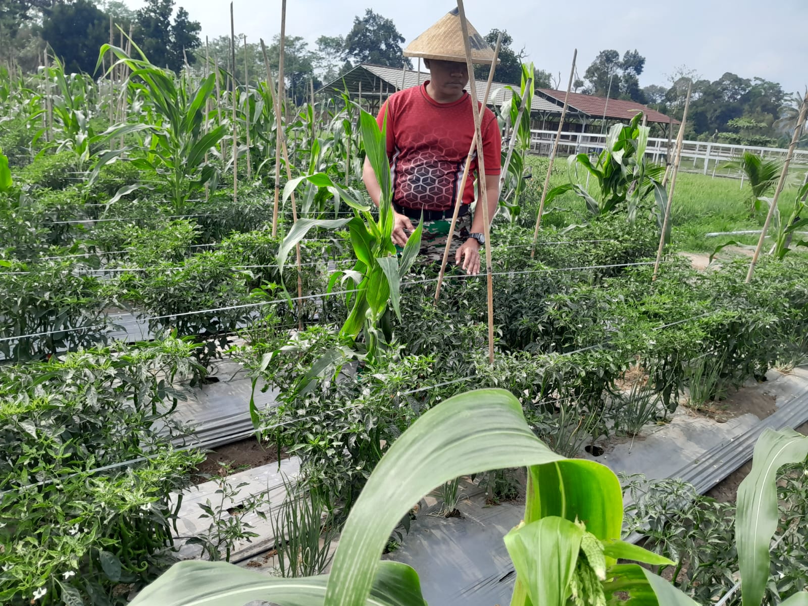 Tingkatkan Ketahanan Pangan, Kompi Produksi Kodim 0808/Blitar Aktif Kelola Pertanian, Peternakan Kambing dan Perikanan 1 IMG 20260913 WA0041