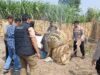 Polsek Kandat Gerak Cepat Gerebek Dugaan Perjudian Sabung Ayam