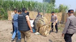 Polsek Kandat Gerak Cepat Gerebek Dugaan Perjudian Sabung Ayam