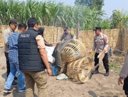 Polsek Kandat Gerak Cepat Gerebek Dugaan Perjudian Sabung Ayam