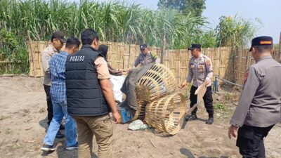 Polsek Kandat Gerak Cepat Gerebek Dugaan Perjudian Sabung Ayam
