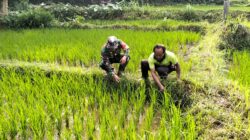 Wujudkan Ketahanan Pangan, Babinsa Kedungbanteng Dampingi Petani Merawat Sawah Warga