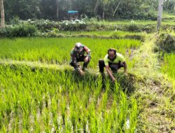 Wujudkan Ketahanan Pangan, Babinsa Kedungbanteng Dampingi Petani Merawat Sawah Warga