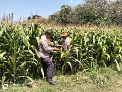 Bhabinkamtibmas Semampir Cek Tanaman Jagung, Dorong Petani Dukung Swasembada Pangan