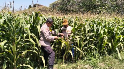 Bhabinkamtibmas Semampir Cek Tanaman Jagung, Dorong Petani Dukung Swasembada Pangan