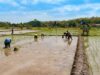 Dukung Swasembada Pangan, Babinsa Koramil 0808/09 Sutojayan Turun Ke Sawah Bantu Petani Tanam Padi