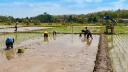 Dukung Swasembada Pangan, Babinsa Koramil 0808/09 Sutojayan Turun Ke Sawah Bantu Petani Tanam Padi