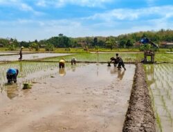 Dukung Swasembada Pangan, Babinsa Koramil 0808/09 Sutojayan Turun Ke Sawah Bantu Petani Tanam Padi