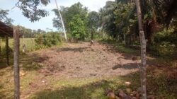 Ubi Madu selesai ditanami  Di Gampong Ladang .