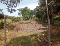 Ubi Madu selesai ditanami  Di Gampong Ladang .