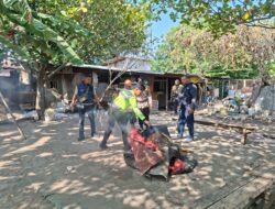 Polsek Waru Bongkar Arena Sabung Ayam di Bungurasih Utara