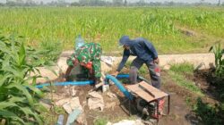 Dukung Hanpangan Lokal, Babinsa Koramil 0808/02 Garum Pendampingan Pengairan Tanaman Jagung Di Kelurahan Bence