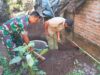 Tingkatkan Sanitasi Sehat, Babinsa Koramil 0808/11 Binangun Gotong Royong Buat Jamban Warga