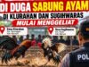 Lapor Pak Kapolres Nganjuk! Sabung Ayam di Klurahan dan Sugihwaras Di Duga Mulai Menggeliat.
