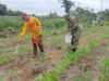 Dukung Hanpangan Nasional, Babinsa Sananwetan Turun Ke Lahan Bantu Petani Lakukan Pemupukan Jagung