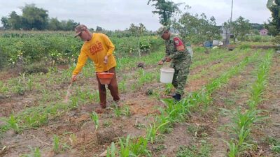 Dukung Hanpangan Nasional, Babinsa Sananwetan Turun Ke Lahan Bantu Petani Lakukan Pemupukan Jagung